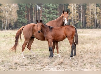 Zangersheide, Merrie, 1 Jaar, Roodbruin