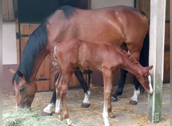 Zangersheide, Merrie, 1 Jaar, Schimmel