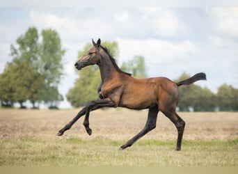 Zangersheide, Merrie, 1 Jaar, Schimmel