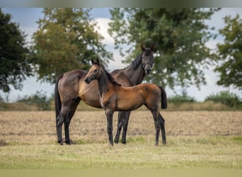 Zangersheide, Merrie, 1 Jaar, Schimmel