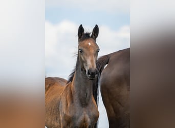 Zangersheide, Merrie, 1 Jaar, Schimmel