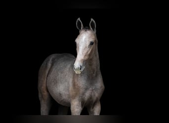 Zangersheide, Merrie, 1 Jaar, Schimmel