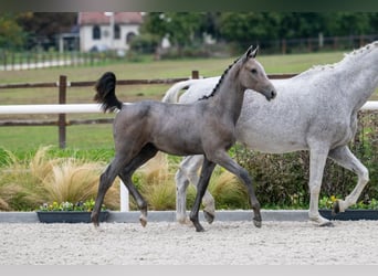 Zangersheide, Merrie, 1 Jaar, Schimmel