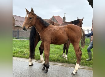 Zangersheide, Merrie, 1 Jaar