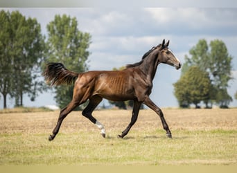 Zangersheide, Merrie, 1 Jaar