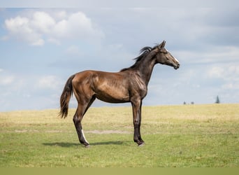 Zangersheide, Merrie, 1 Jaar