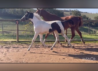 Zangersheide, Merrie, 1 Jaar, Tobiano-alle-kleuren