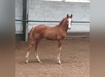 Zangersheide, Merrie, 1 Jaar, Vos