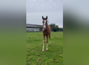 Zangersheide, Merrie, 1 Jaar, Vos