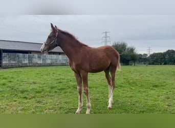 Zangersheide, Merrie, 1 Jaar, Vos