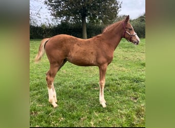 Zangersheide, Merrie, 1 Jaar, Vos