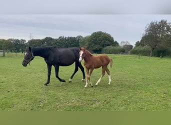 Zangersheide, Merrie, 1 Jaar, Vos