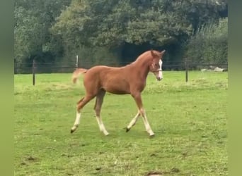 Zangersheide, Merrie, 1 Jaar, Vos