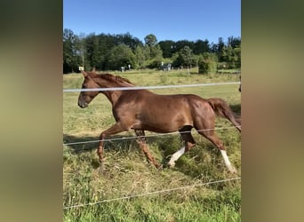 Zangersheide, Merrie, 20 Jaar, 165 cm, Vos