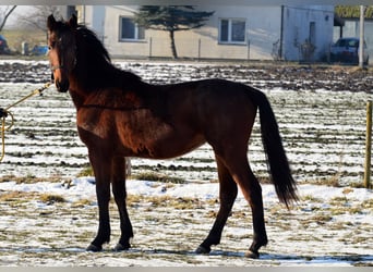 Zangersheide, Merrie, 2 Jaar, 155 cm, Roodbruin