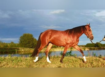 Zangersheide, Merrie, 2 Jaar, 157 cm, Roodbruin