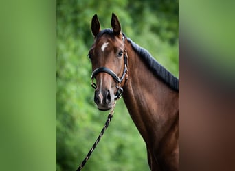 Zangersheide, Merrie, 2 Jaar, 160 cm, Roodbruin