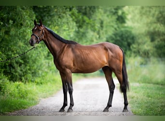 Zangersheide, Merrie, 2 Jaar, 160 cm, Roodbruin