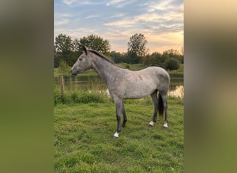 Zangersheide, Merrie, 2 Jaar, 160 cm, Schimmel