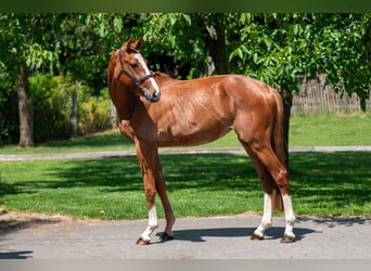 Zangersheide, Merrie, 2 Jaar, 162 cm