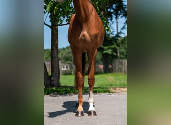 Zangersheide, Merrie, 2 Jaar, 162 cm