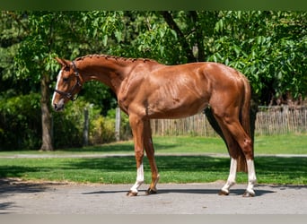 Zangersheide, Merrie, 2 Jaar, 162 cm