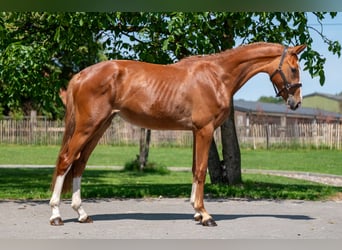 Zangersheide, Merrie, 2 Jaar, 162 cm