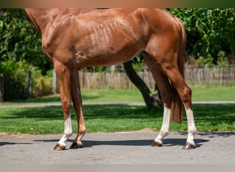 Zangersheide, Merrie, 2 Jaar, 162 cm