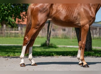 Zangersheide, Merrie, 2 Jaar, 162 cm
