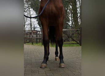 Zangersheide, Merrie, 2 Jaar, 163 cm, Bruin