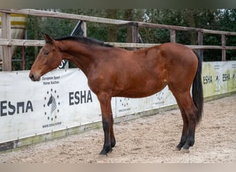 Zangersheide, Merrie, 2 Jaar, 163 cm, Bruin