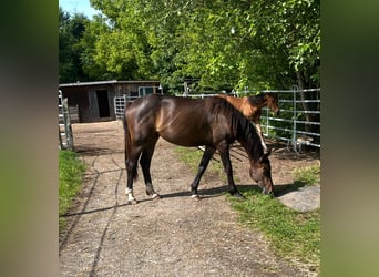 Zangersheide, Merrie, 2 Jaar, 163 cm, Donkerbruin