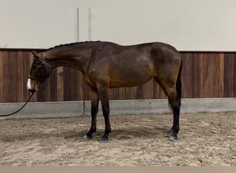 Zangersheide, Merrie, 2 Jaar, 164 cm, Donkerbruin