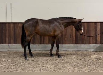 Zangersheide, Merrie, 2 Jaar, 164 cm, Donkerbruin