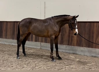 Zangersheide, Merrie, 2 Jaar, 164 cm, Donkerbruin