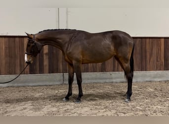 Zangersheide, Merrie, 2 Jaar, 164 cm, Donkerbruin