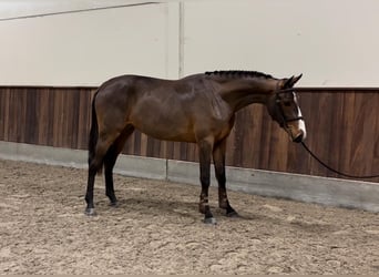 Zangersheide, Merrie, 2 Jaar, 164 cm, Donkerbruin