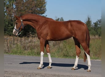 Zangersheide, Merrie, 2 Jaar, 164 cm, Vos