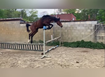 Zangersheide, Merrie, 2 Jaar, 165 cm, Bruin