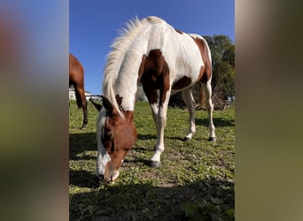 Zangersheide, Merrie, 2 Jaar, 165 cm, Gevlekt-paard