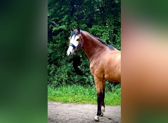 Zangersheide, Merrie, 2 Jaar, 166 cm, Bruin