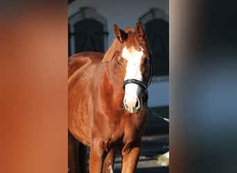 Zangersheide, Merrie, 2 Jaar, 166 cm, Vos