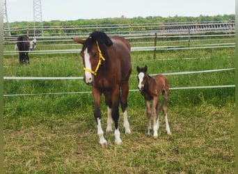 Zangersheide, Merrie, 2 Jaar, 167 cm, Bruin