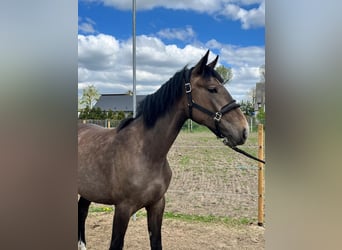 Zangersheide, Merrie, 2 Jaar, 167 cm, Lichtbruin