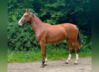 Zangersheide, Merrie, 2 Jaar, 170 cm, Bruin