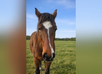 Zangersheide, Merrie, 2 Jaar, 170 cm, Bruin