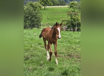 Zangersheide, Merrie, 2 Jaar, Bruin