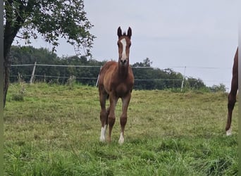 Zangersheide, Merrie, 2 Jaar, Bruin