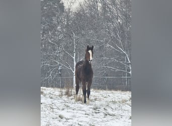 Zangersheide, Merrie, 2 Jaar, Bruin