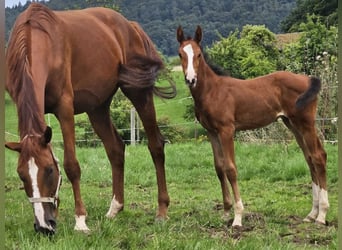 Zangersheide, Merrie, 2 Jaar, Bruin